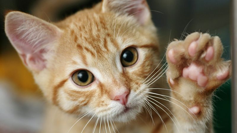 Should you declaw your cat?