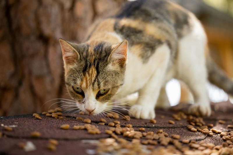 Should you feed your cat wet food, dry food, or both?