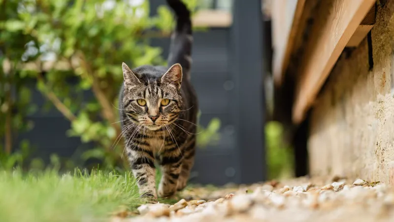 Should you let your cat outside?