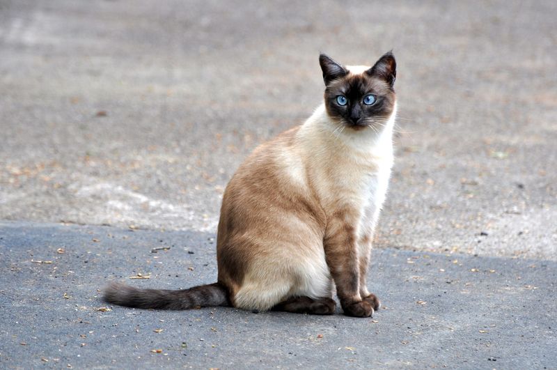 Siamese