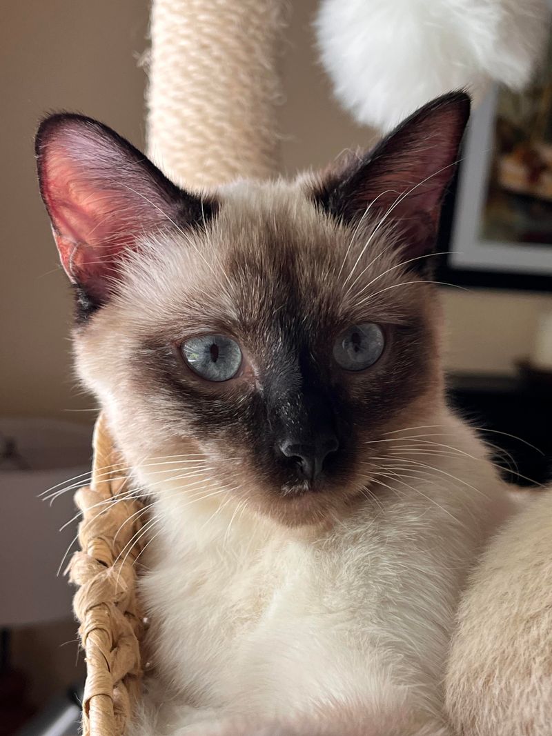 Siamese