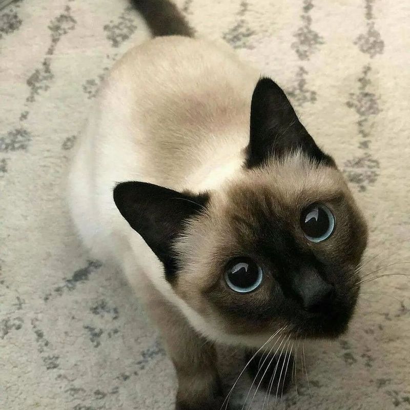 Siamese