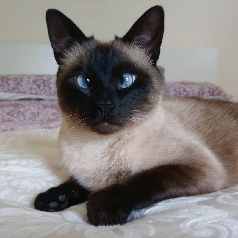 Siamese