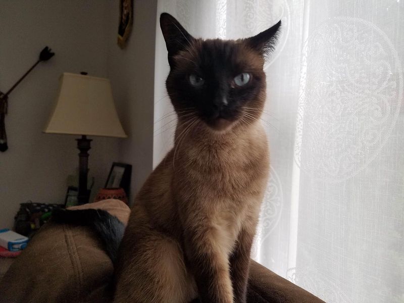 Siamese