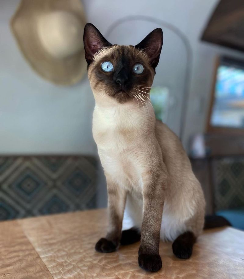 Siamese