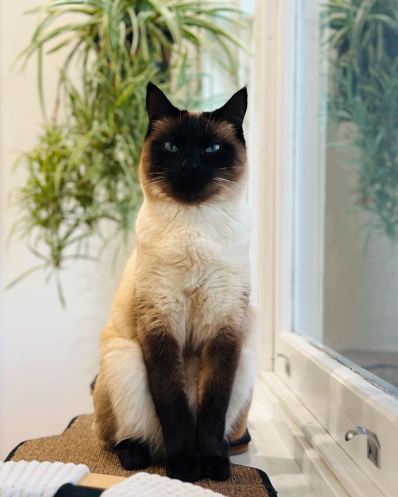 Siamese Cat