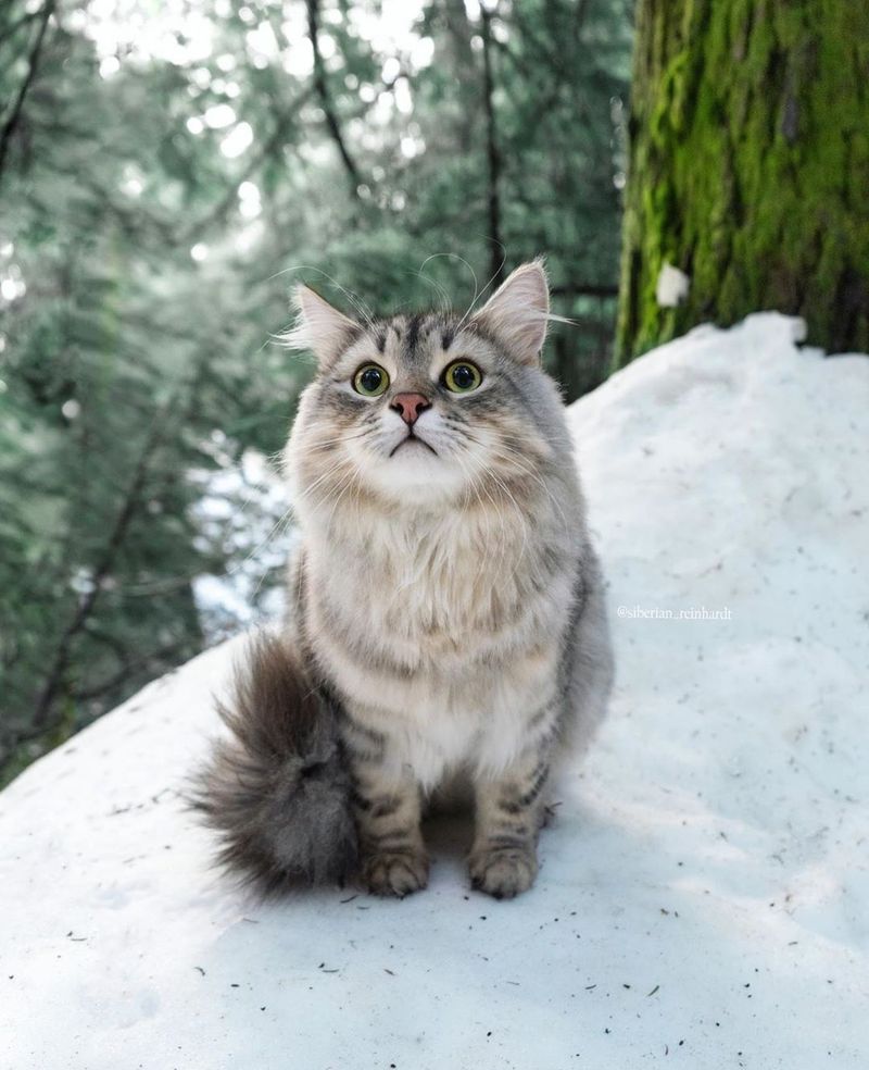 Siberian