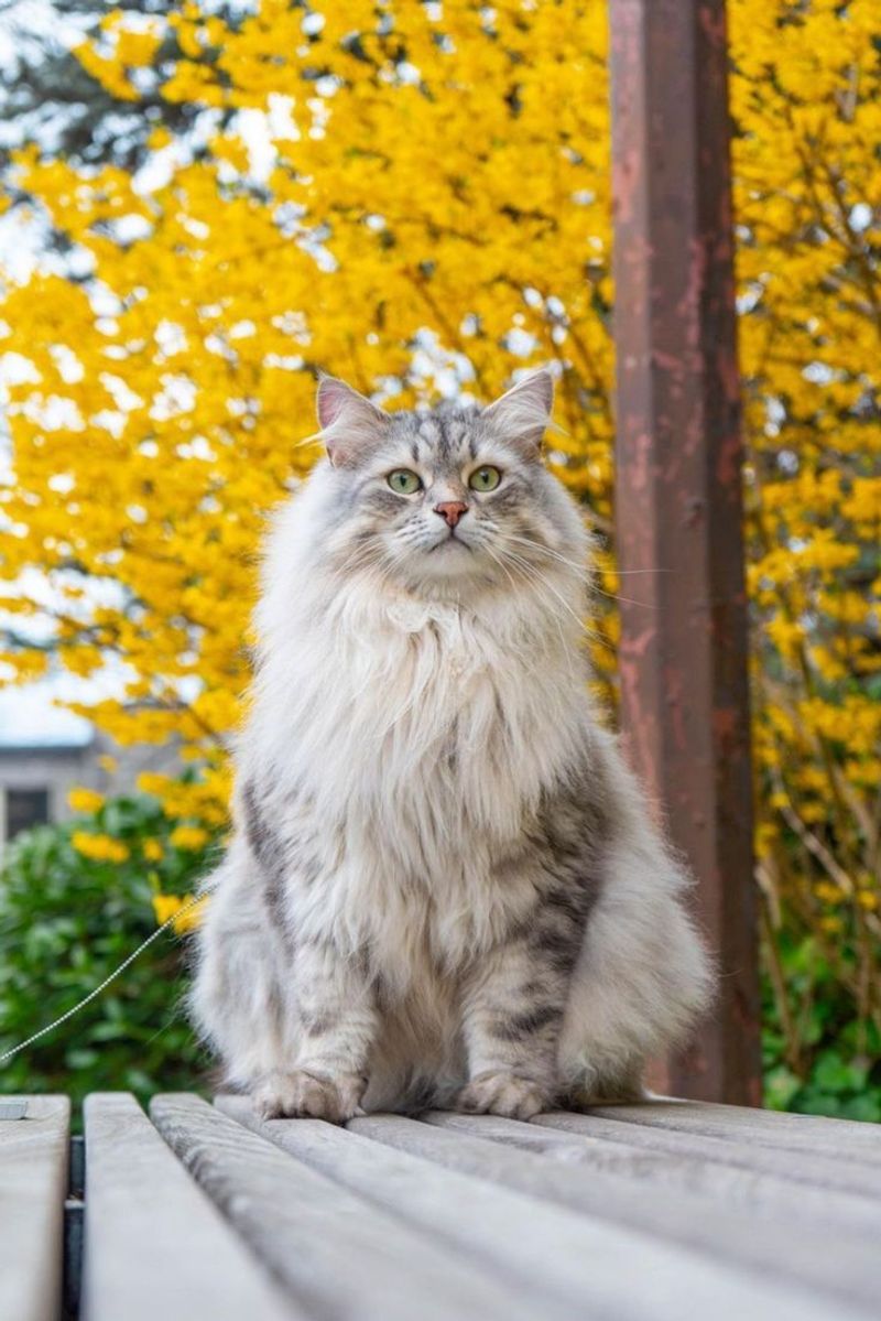 Siberian