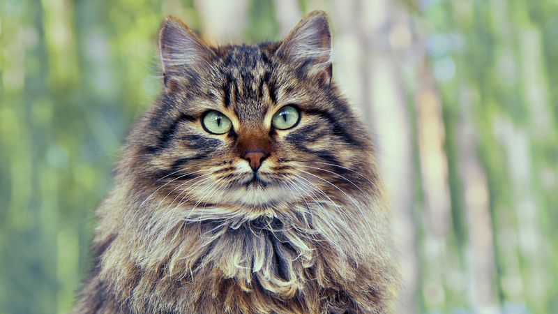 Siberian Cat