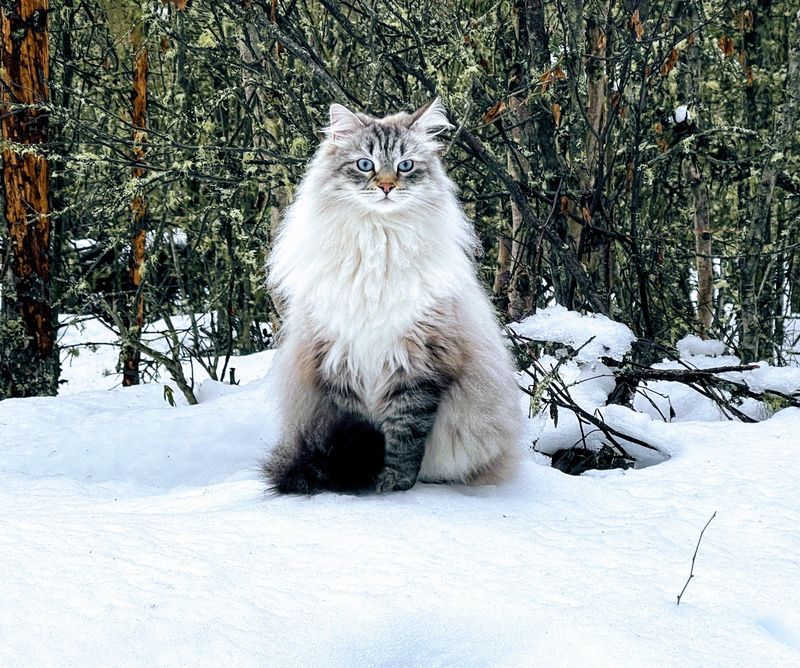 Siberian Cat