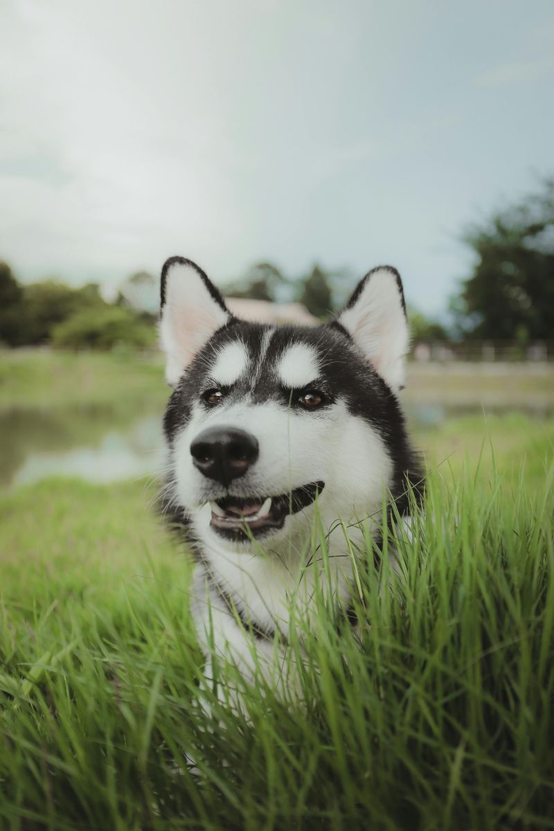 Siberian Husky