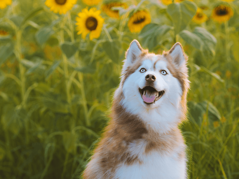 Siberian Husky