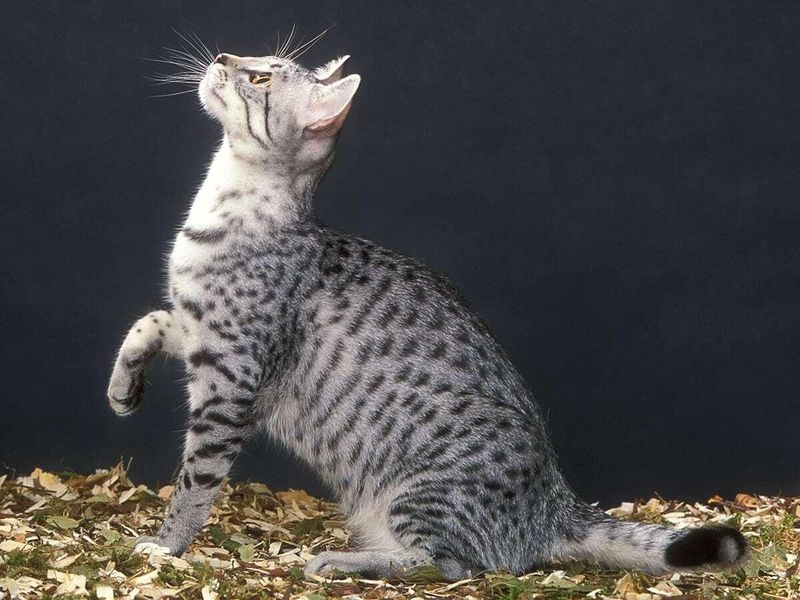 Silver Egyptian Mau