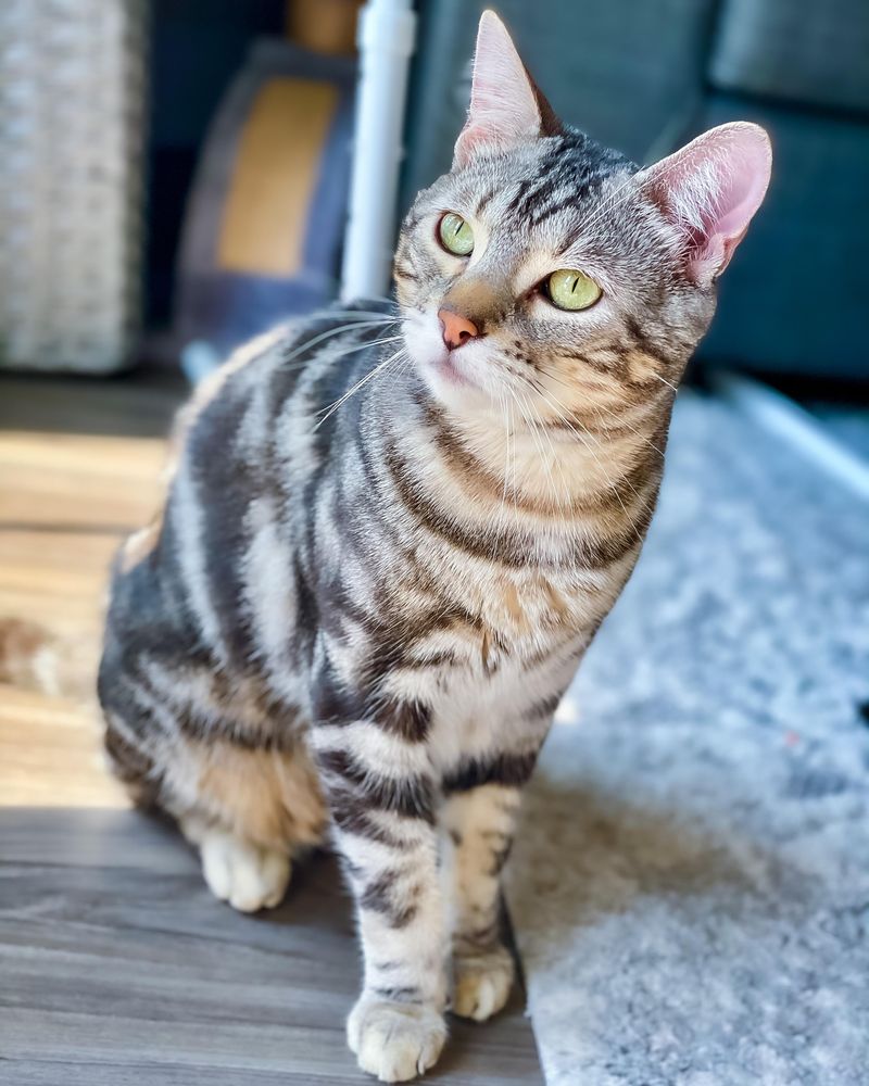 Silver Marble Bengal