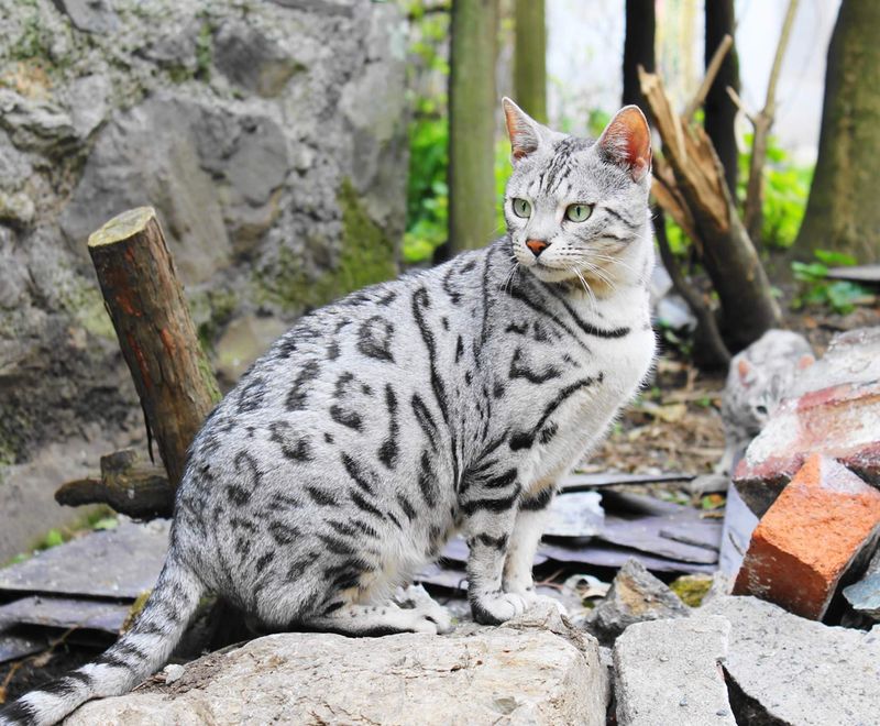 Silver Rosetted Bengal