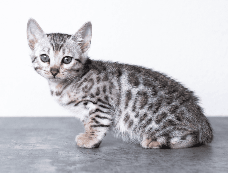 Silver Spotted Bengal