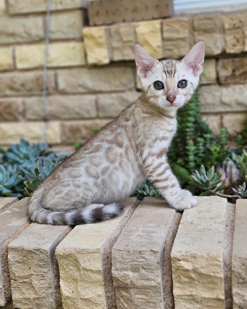 Silver Tabby Bengal