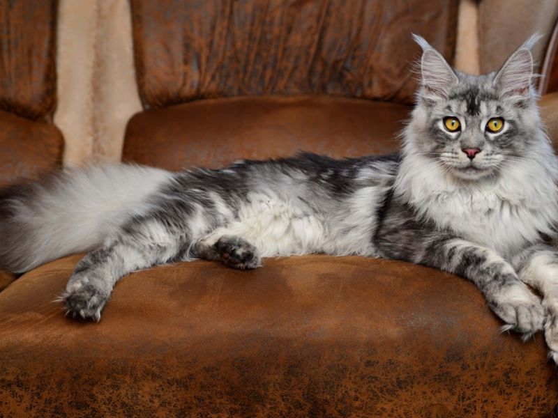 Silver Tuxedo Maine Coon