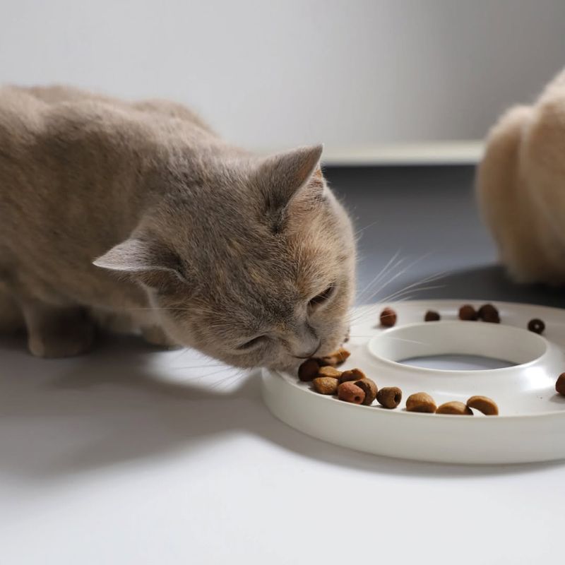 Slow Feeder Bowls