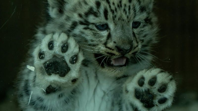 Snow Leopard