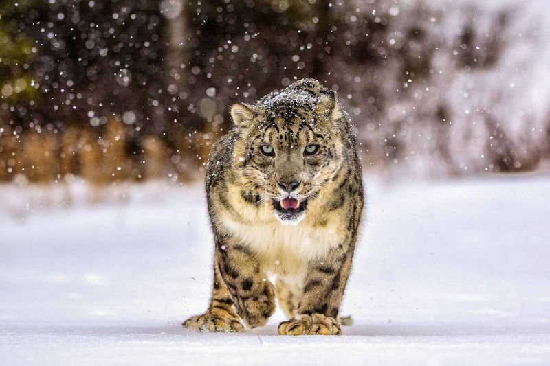 Snow Leopard