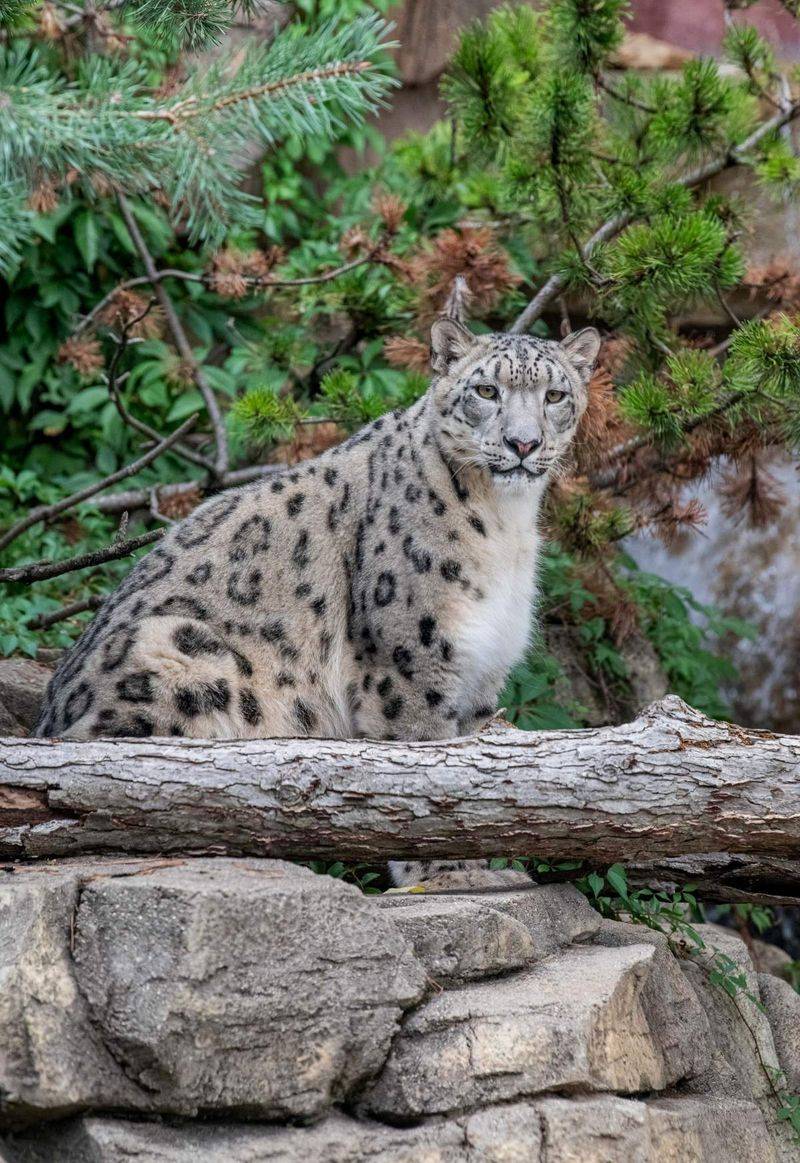 Snow Leopard