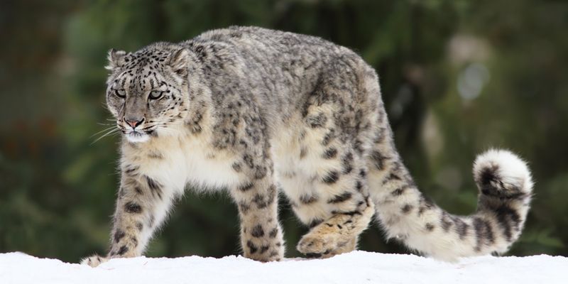 Snow Leopard