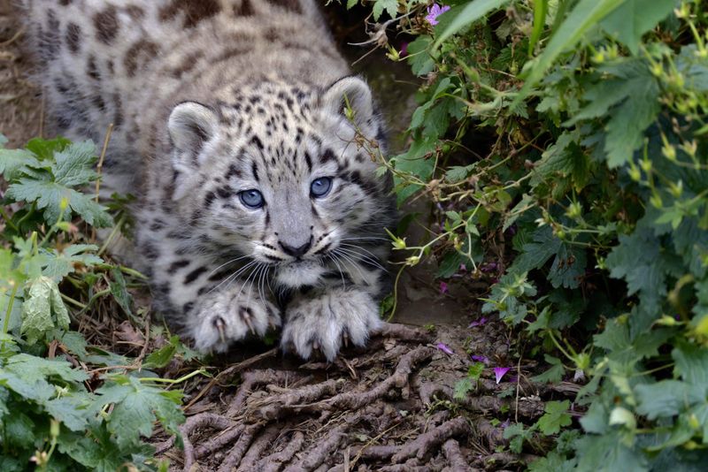 Snow Leopard