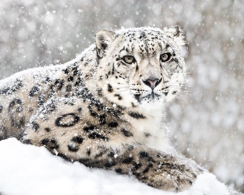 Snow Leopard