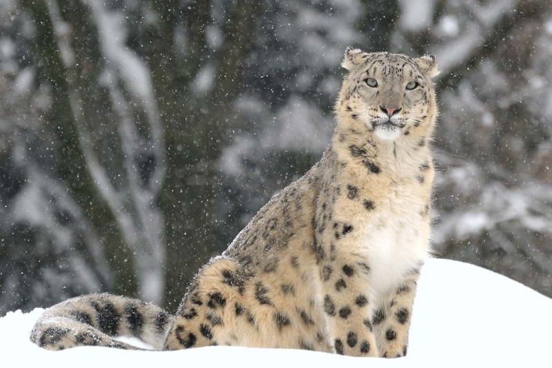 Snow Leopard (Panthera uncia)