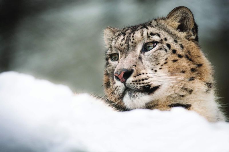 Snow Leopard (Panthera uncia)
