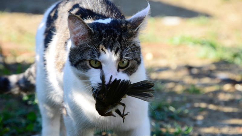 Social Hunting Strategies