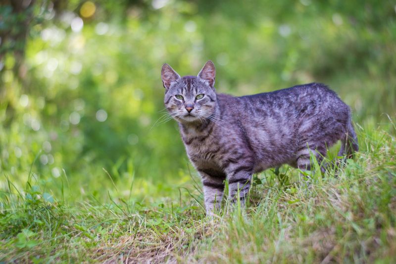 Social Nature: One-Person Cat vs. Family-Friendly