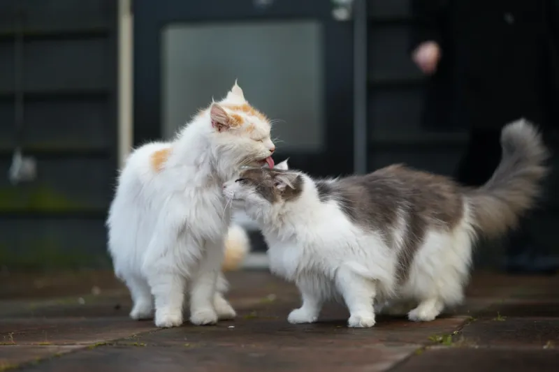 Socialization with Other Pets