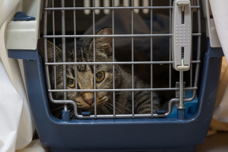 Spay and Neuter Programs