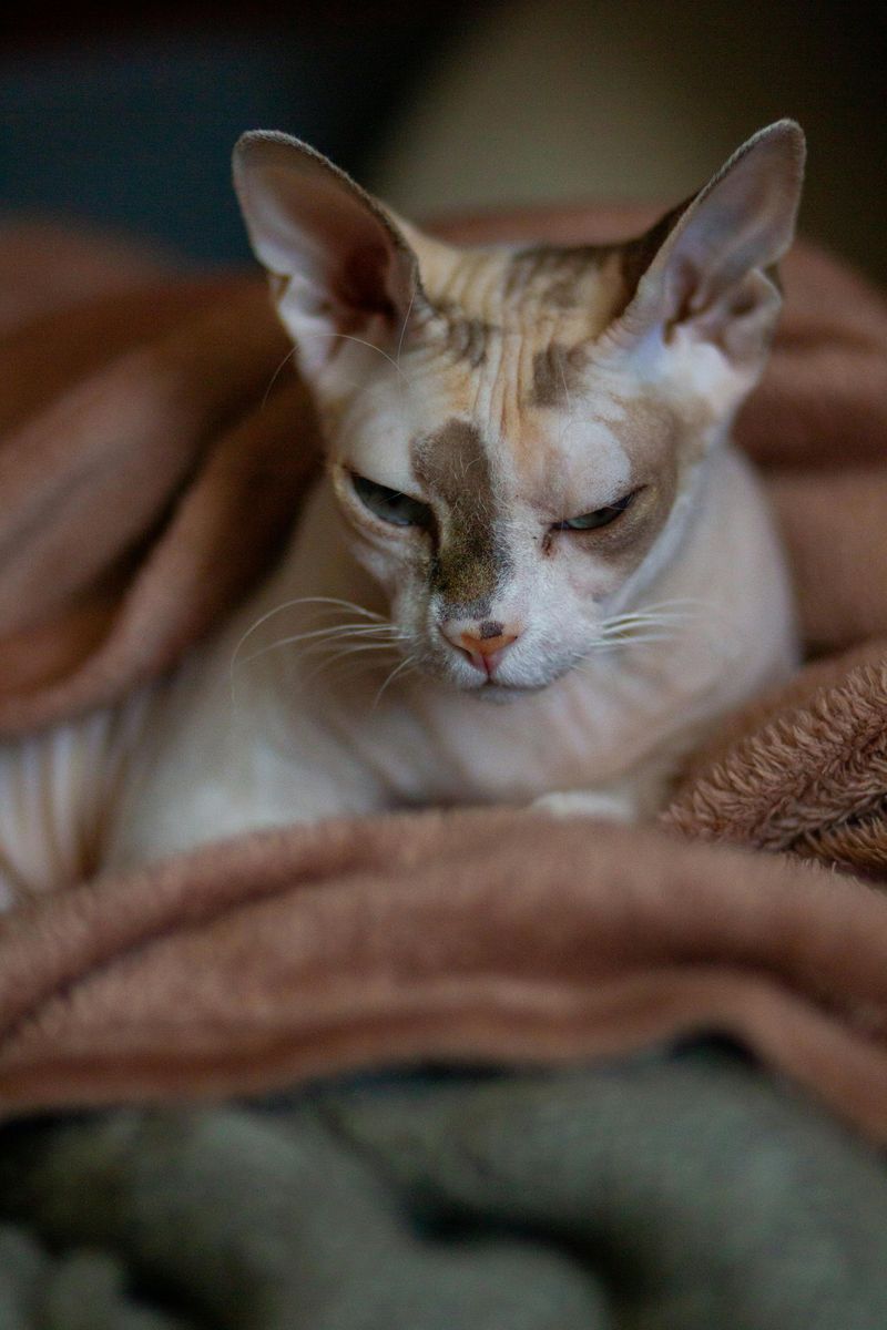 Sphynx