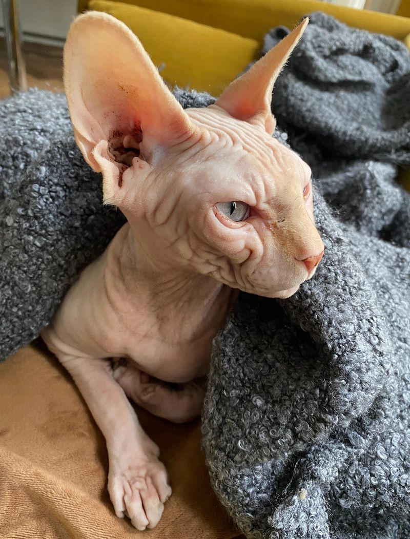 Sphynx