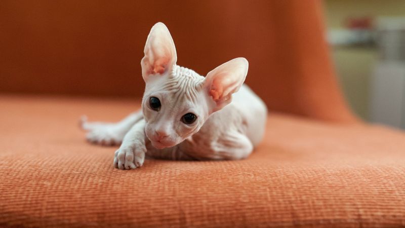 Sphynx