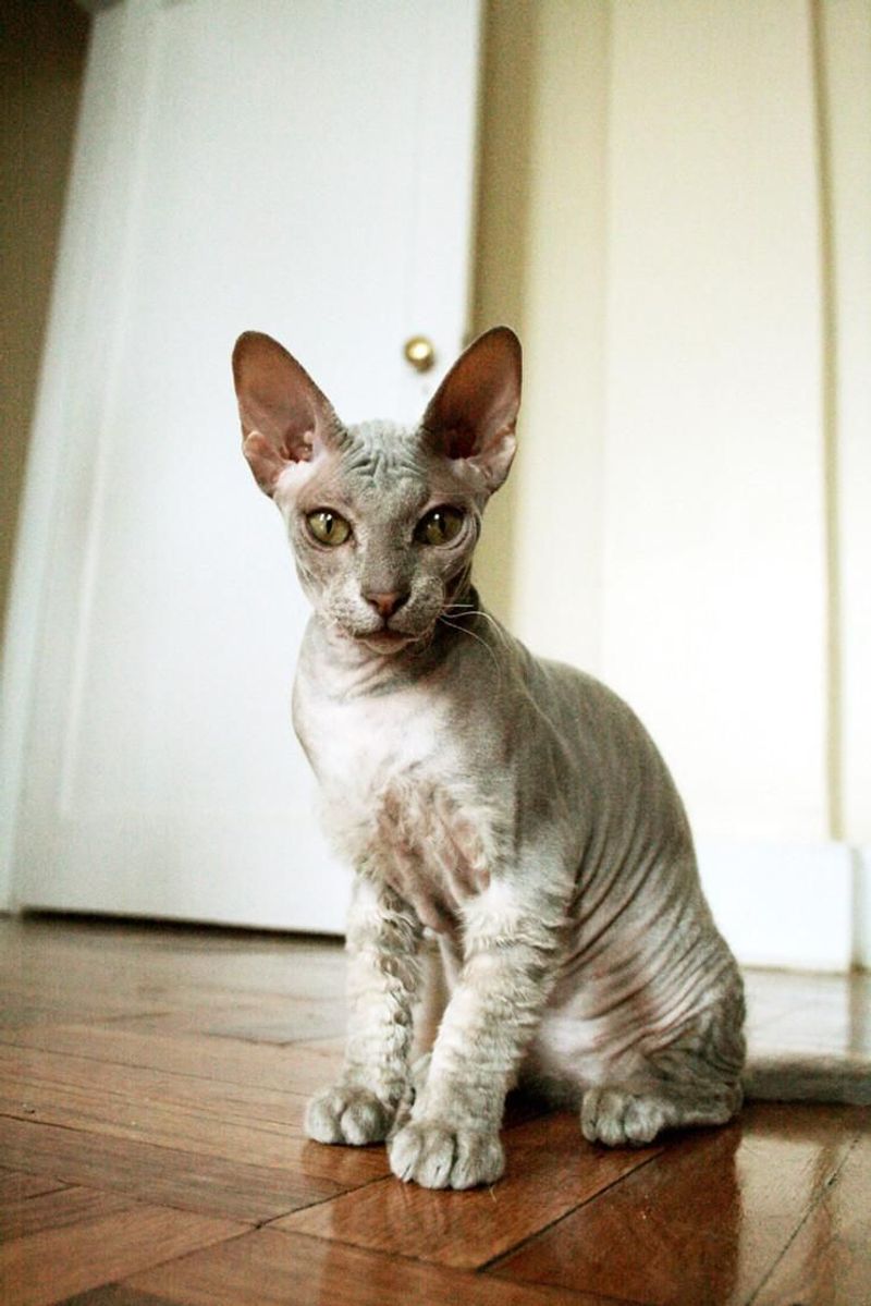 Sphynx