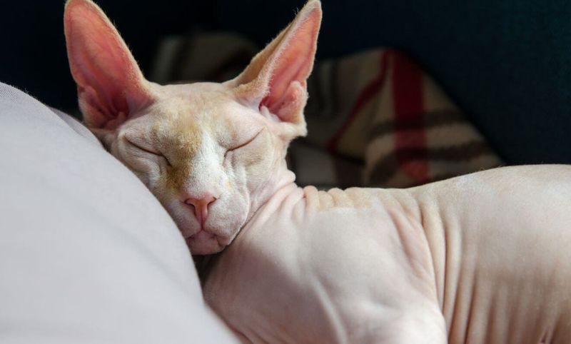 Sphynx