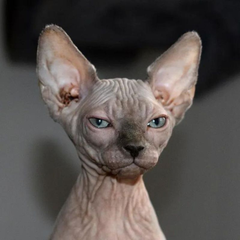 Sphynx