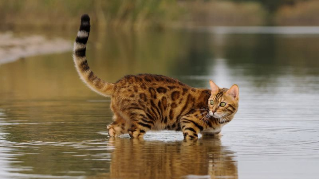 Splish Splash! 9 Cats That Can't Stay Away from Water