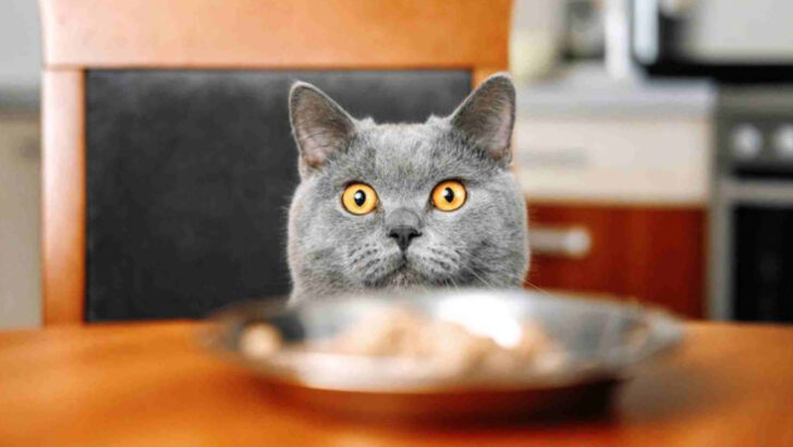 Spraying, Shedding, and More: 20 Cat-Related Odors and How to Tackle Them