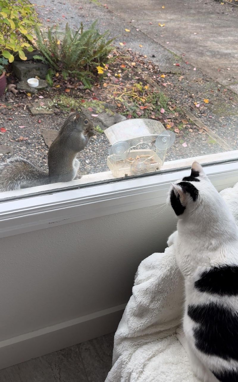 Squirrel Drama Unfolding 🐿️🎭