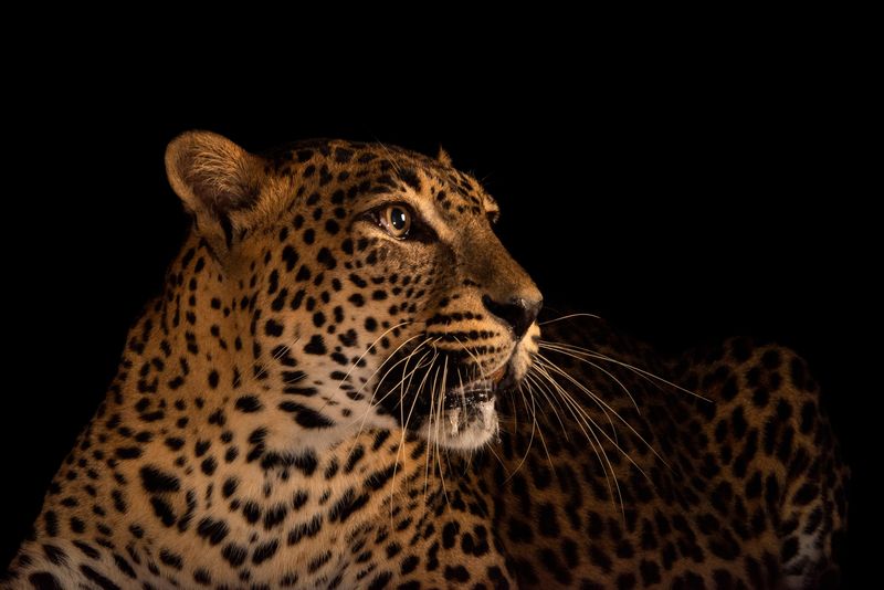 Sri Lankan Leopard