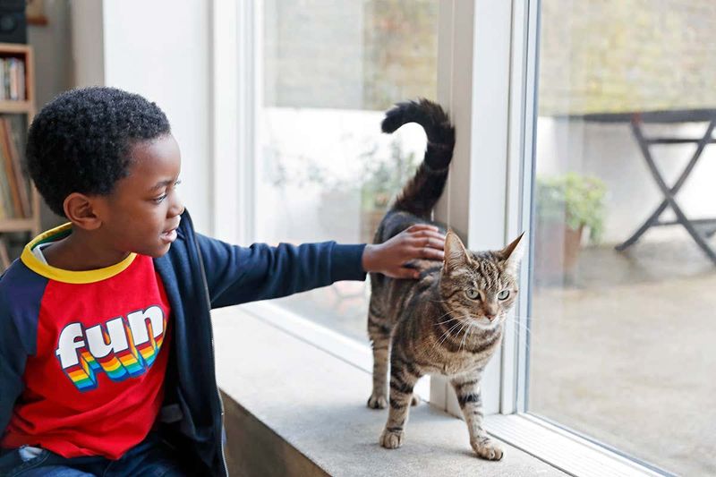 Stray Cat Helps a Lost Child Find Home