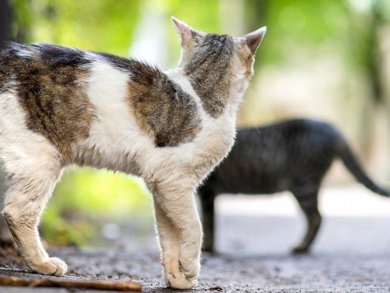 Stray Cat Leads Rescuers to Missing Woman