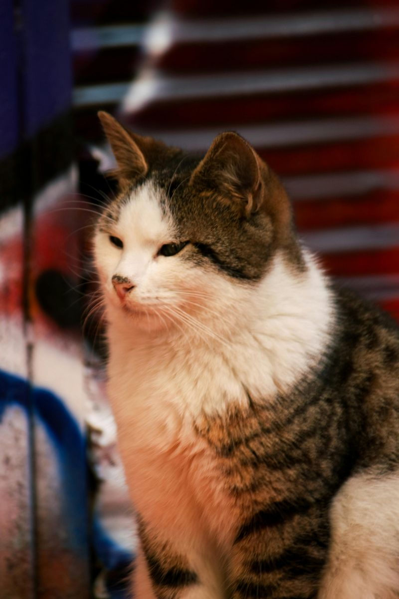 Stray Cat Protects Elderly Woman from a Burglar