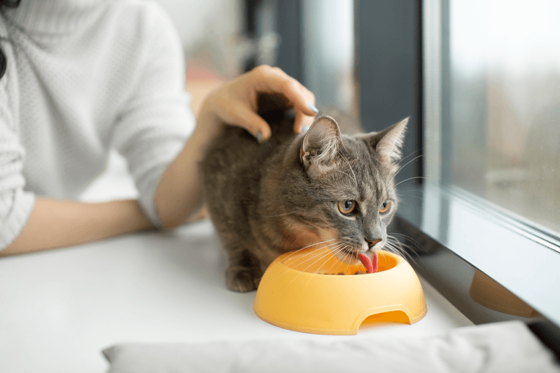 Structured Mealtimes