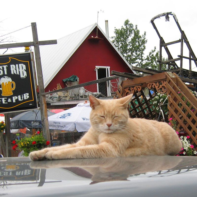 Stubbs – The Cat Mayor of Talkeetna, Alaska